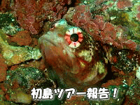 CJA_CrOǍ_CrOA,MC_CrO